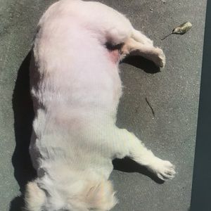 Meet your Posher, Elise